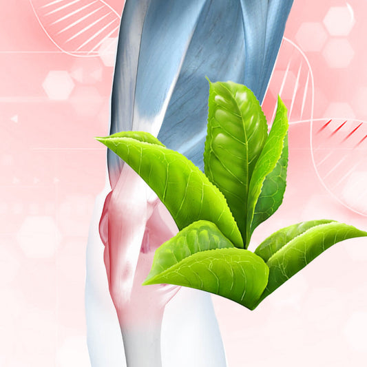 Tea Tree - The Power Plant for Pain Relief