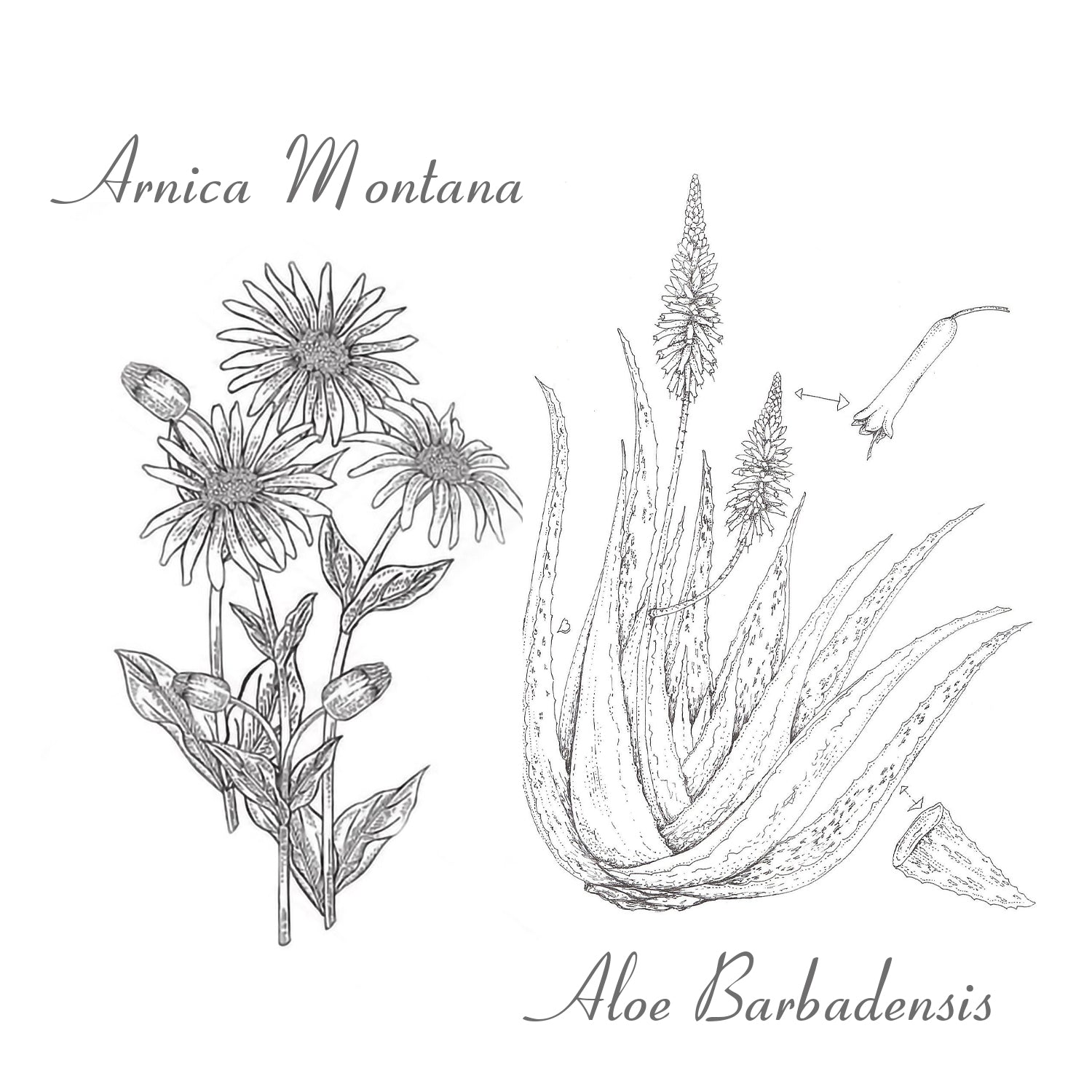 the-healing-combination-of-aloe-and-arnica-a-n