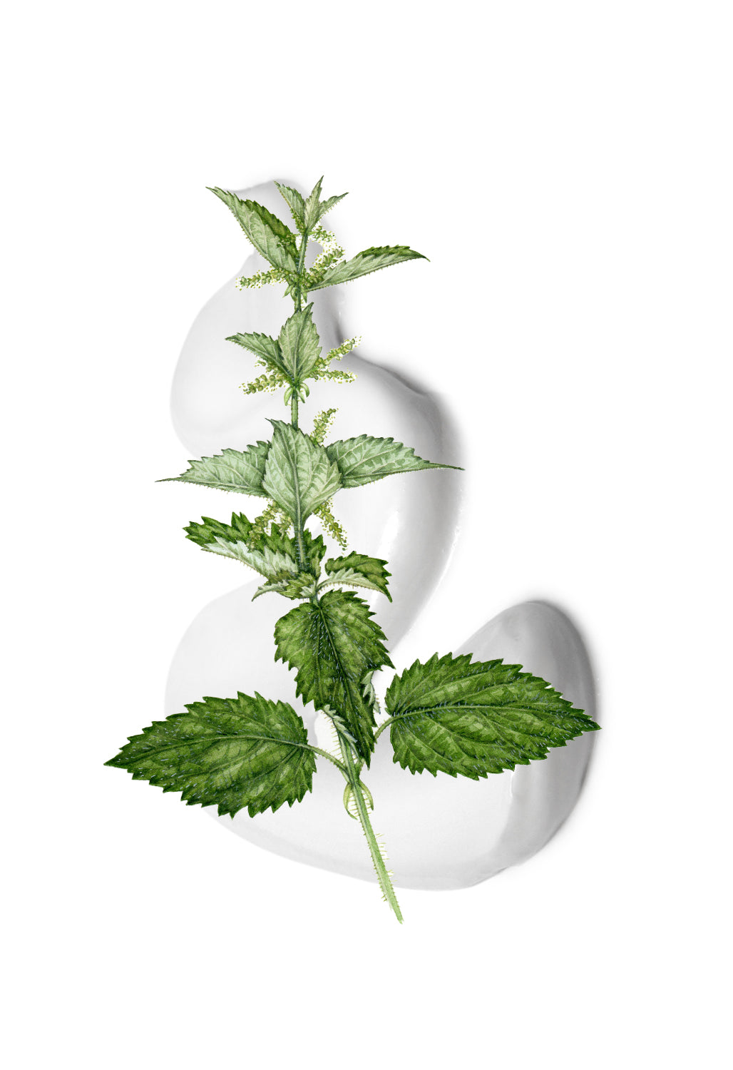 Topically Applied Nettle Extract Reduces Joint Pain & Inflammation