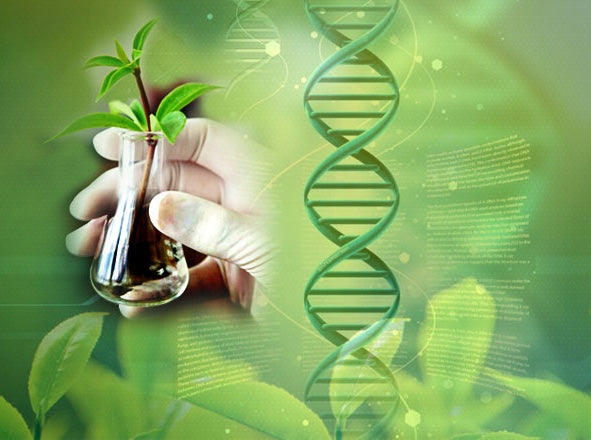 Harnessing Bioactive Extracts for Topical Pain Relief: Nature’s Multi-Targeted Solution