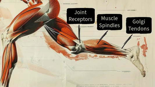 Beyond Balance - Proprioception & The Science of Body Awareness